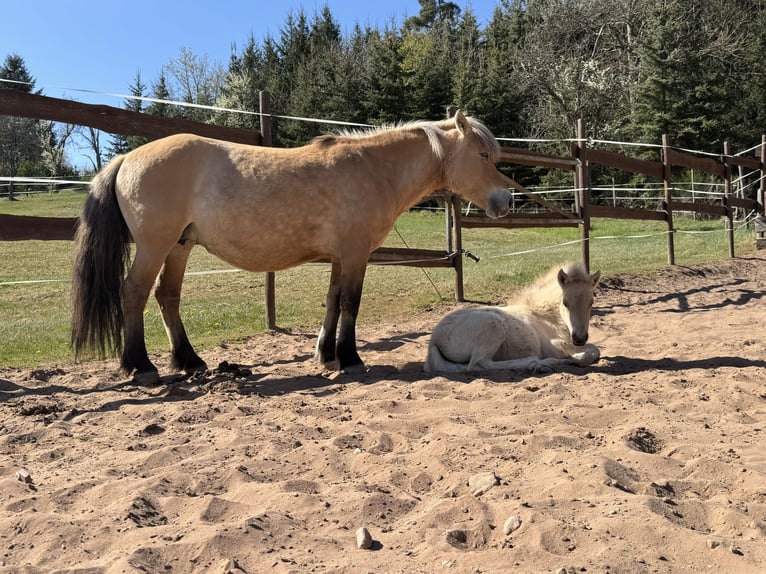 Fjord Horses Mare  13,2 hh Dun in Altleiningen