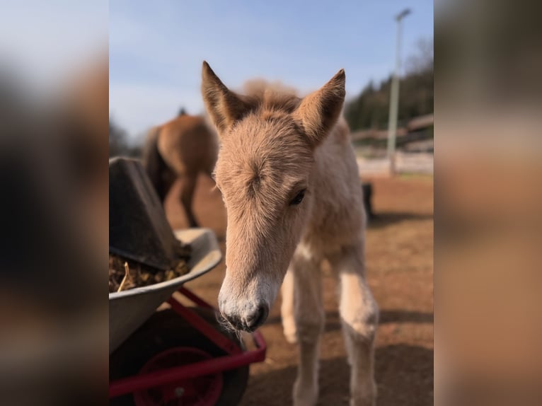 Fjord Horses Mare  13,2 hh Dun in Altleiningen