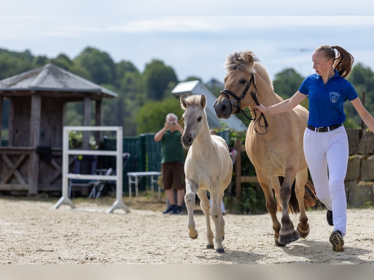 Fjord Horses Mare Foal (04/2026) 14.1 hh Dun in Mechernich