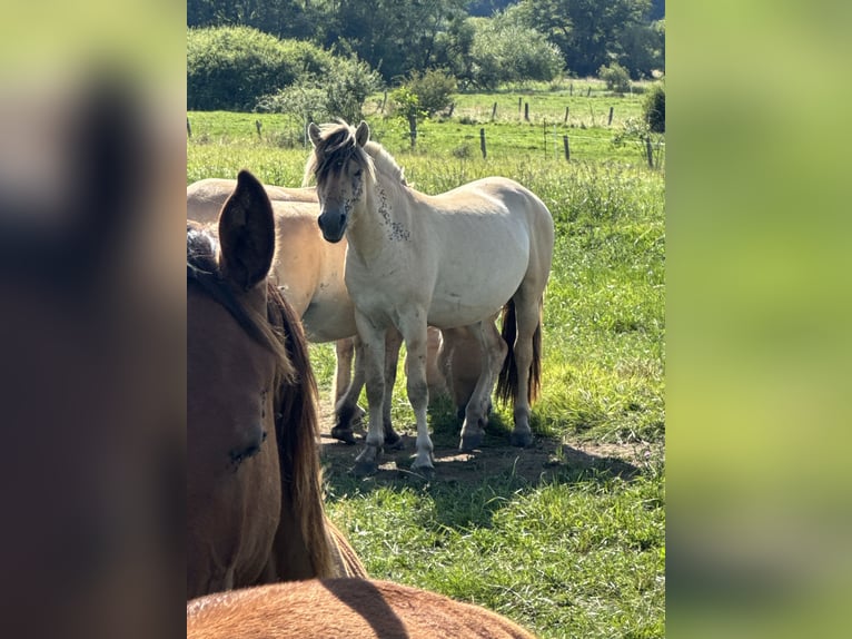 Fjord Horses Mare Foal (05/2024) 14,1 hh Dun in Reichshoffen