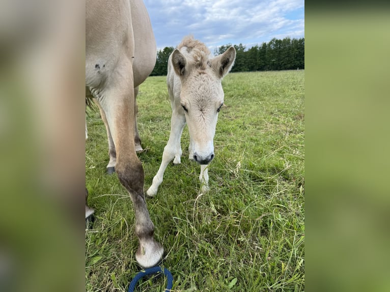 Fjord Horses Mare Foal (05/2024) 14,1 hh Dun in Reichshoffen