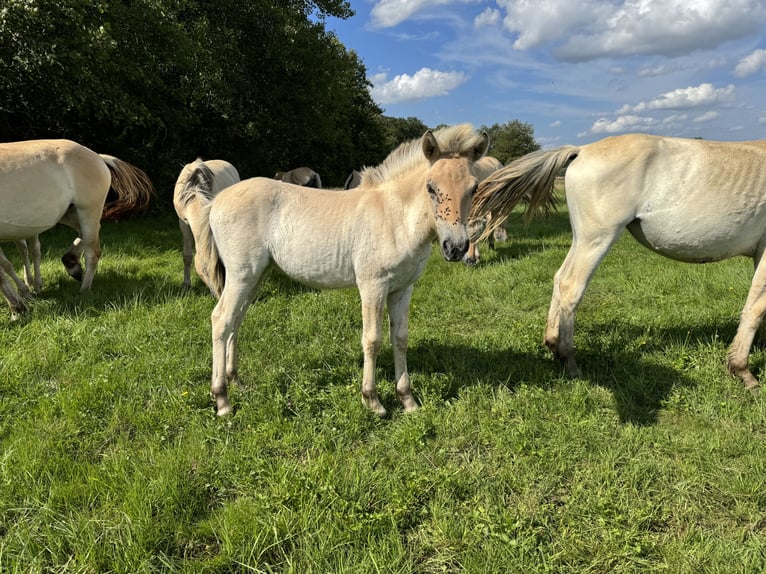 Fjord Horses Mare Foal (05/2024) 14,1 hh Dun in Reichshoffen