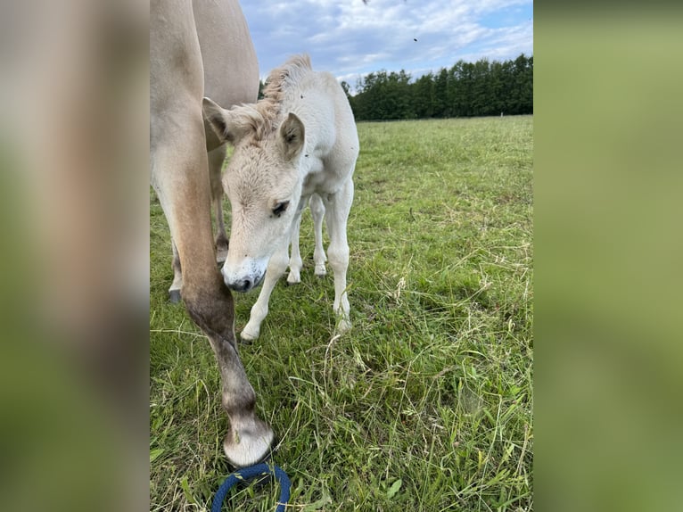 Fjord Horses Mare Foal (05/2024) 14,1 hh Dun in Reichshoffen