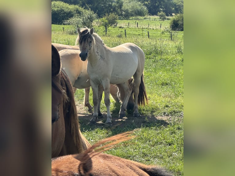 Fjord Horses Mare Foal (05/2024) 14,1 hh Dun in Reichshoffen