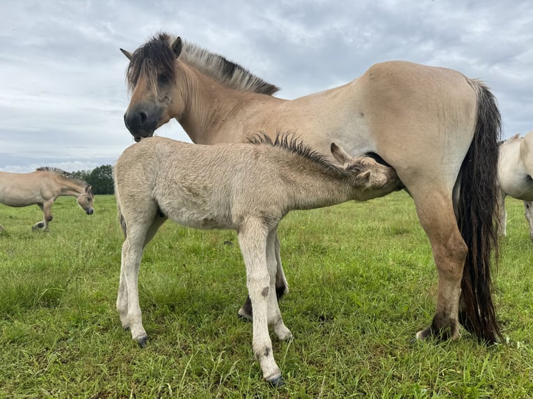 Fjord Horses Mare Foal (05/2024) 14,1 hh Dun in Reichshoffen