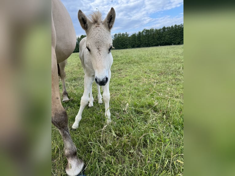 Fjord Horses Mare Foal (05/2024) 14,1 hh Dun in Reichshoffen