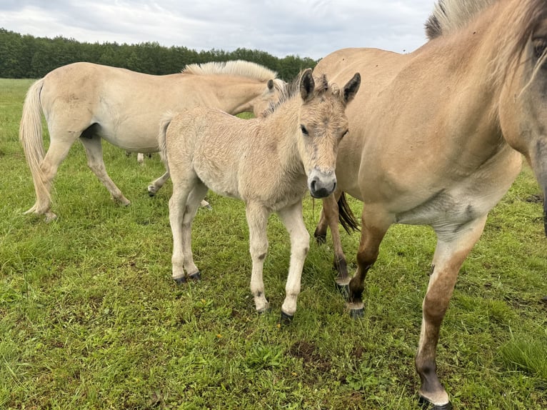 Fjord Horses Mare Foal (05/2024) 14,1 hh Dun in Reichshoffen