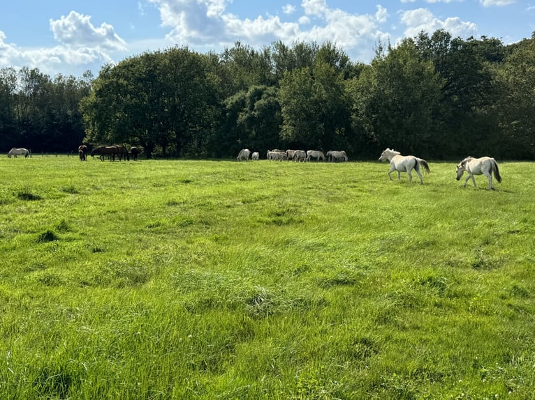 Fjord Horses Mare Foal (05/2024) 14,1 hh Dun in Reichshoffen