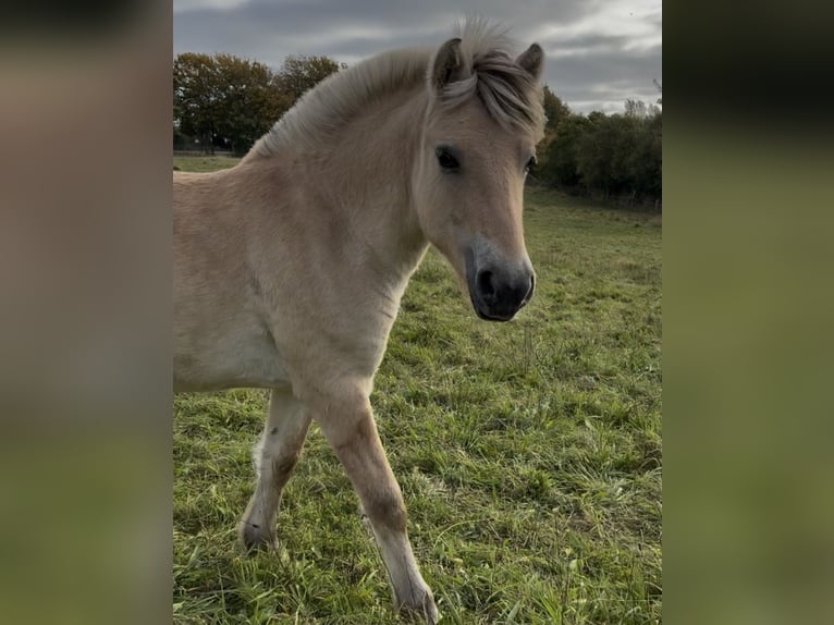 Fjord Horses Mare Foal (03/2025) 14,1 hh Dun in Steinbergkirche