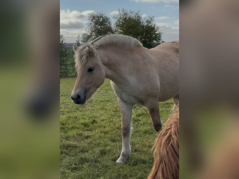 Fjord Horses Mare Foal (03/2025) 14,1 hh Dun in Steinbergkirche