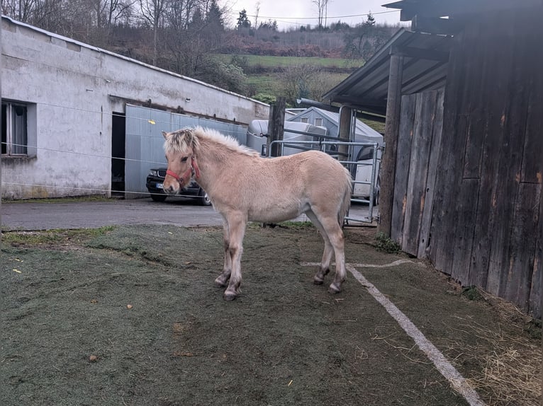 Fjord Horses Mare Foal (05/2025) 14,2 hh Dun in Morsbach