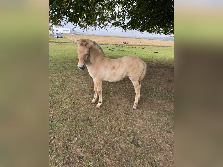 Fjord Horses Mare Foal (05/2025) 14,2 hh Dun in MarsbergGiershagen