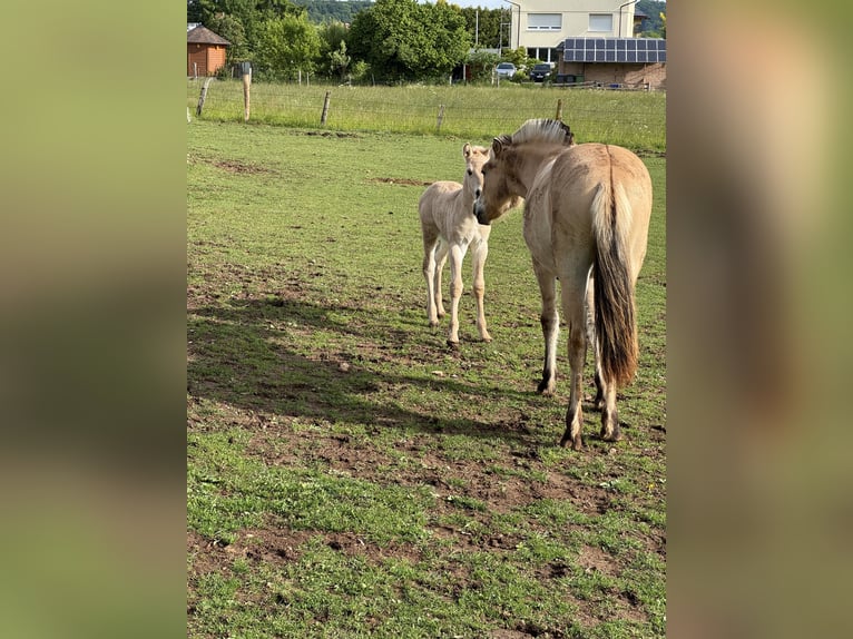 Fjord Horses Mare  14,2 hh Dun in MarsbergGiershagen