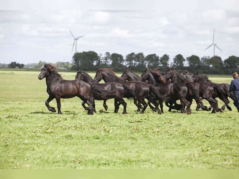 Fjord Horses Mix Mare Foal (04/2025) in Tzummarum