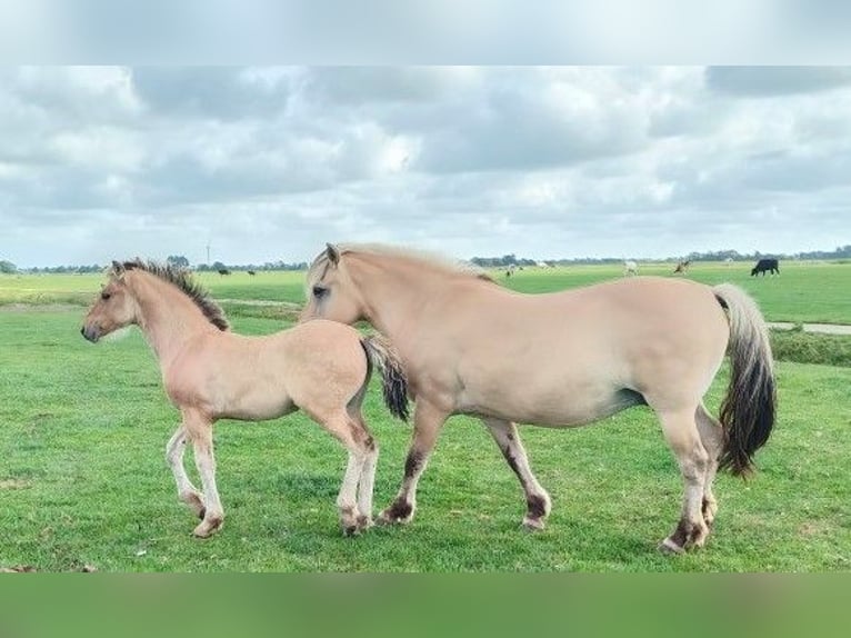 Fjord Horses Mix Mare Foal (04/2025) in Tzummarum