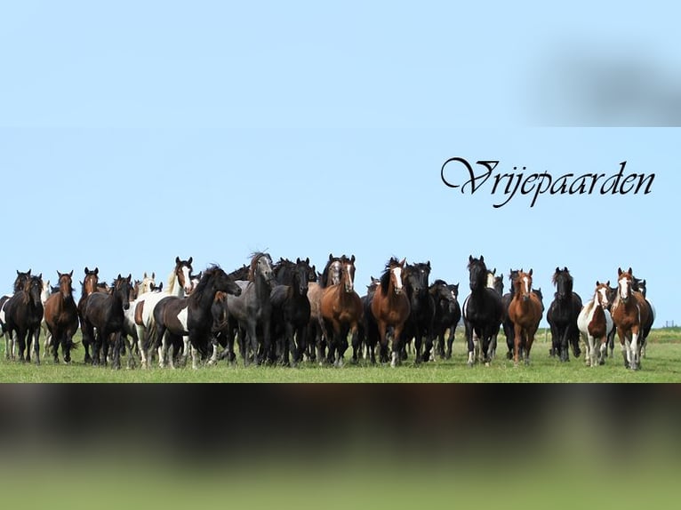 Fjord Horses Mix Mare Foal (04/2025) in Tzummarum