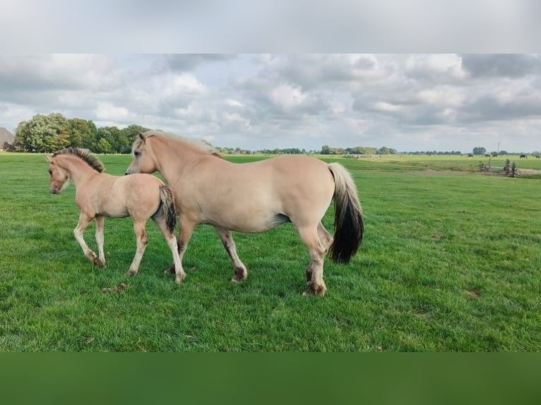 Fjord Horses Mix Mare Foal (04/2025) in Tzummarum