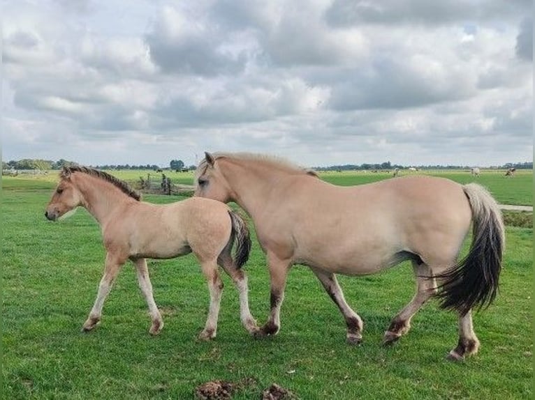 Fjord Horses Mix Mare Foal (04/2025) in Tzummarum
