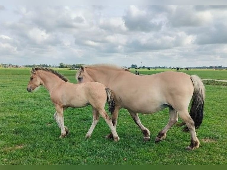 Fjord Horses Mix Mare Foal (04/2025) in Tzummarum
