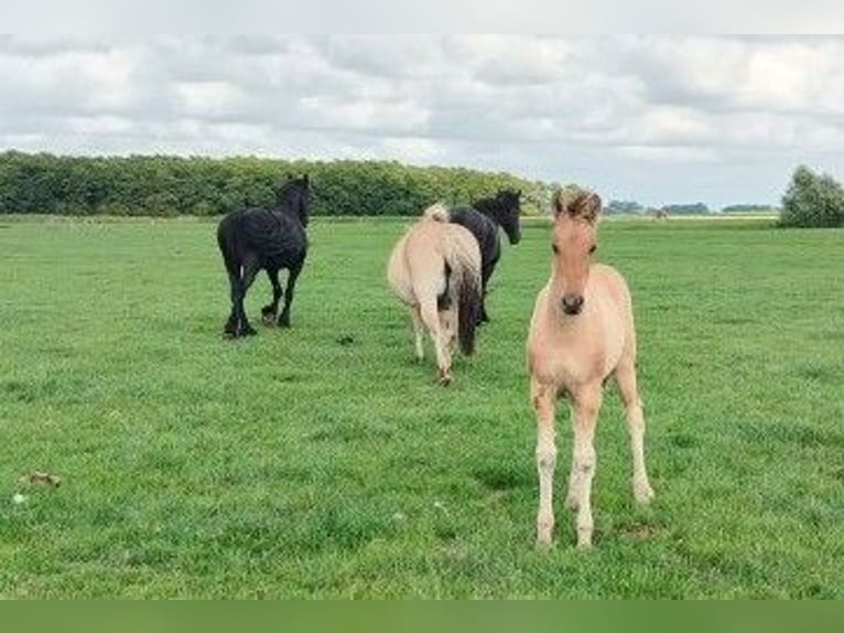 Fjord Horses Mix Mare Foal (04/2025) in Tzummarum