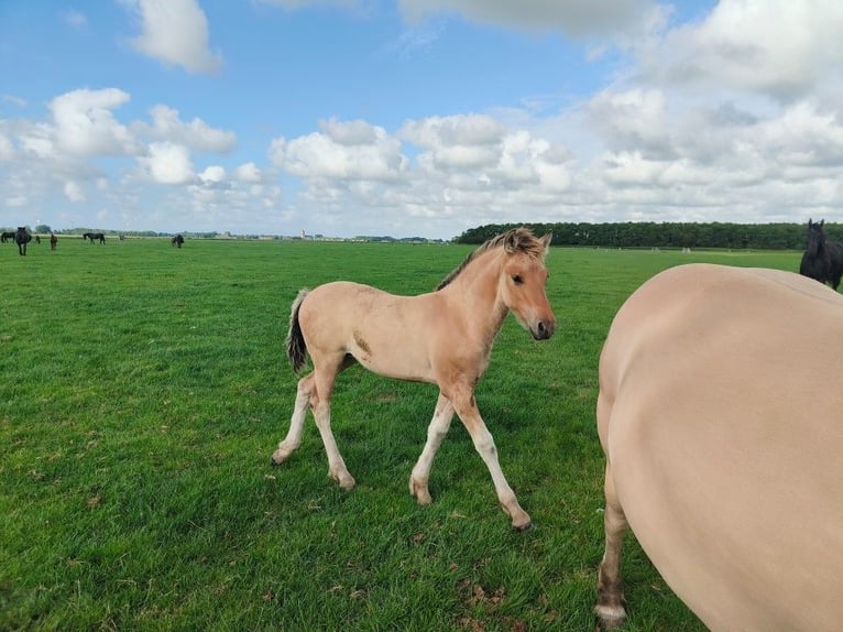 Fjord Horses Mix Mare Foal (04/2025) in Tzummarum