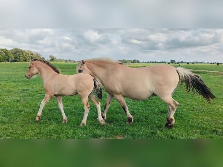 Fjord Horses Mix Mare Foal (04/2025) in Tzummarum