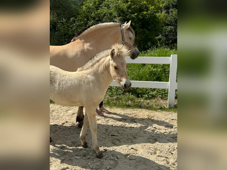 Fjord Horses Mare Foal (04/2024) Dun in Helferskirchen