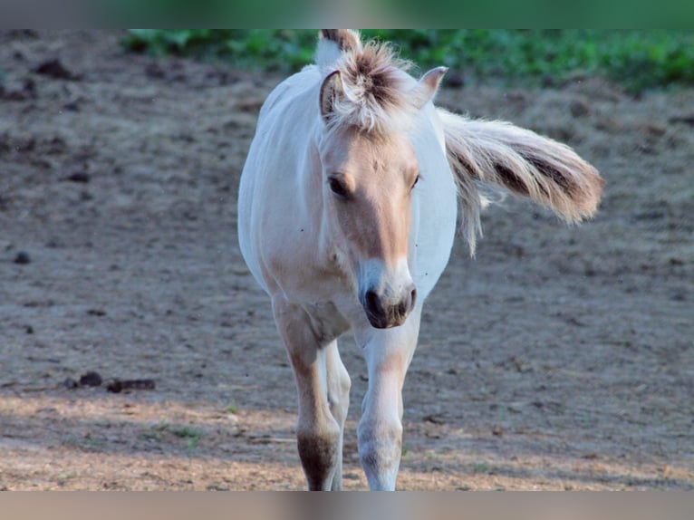 Fjord Horses Mare Foal (04/2024) Dun in Helferskirchen