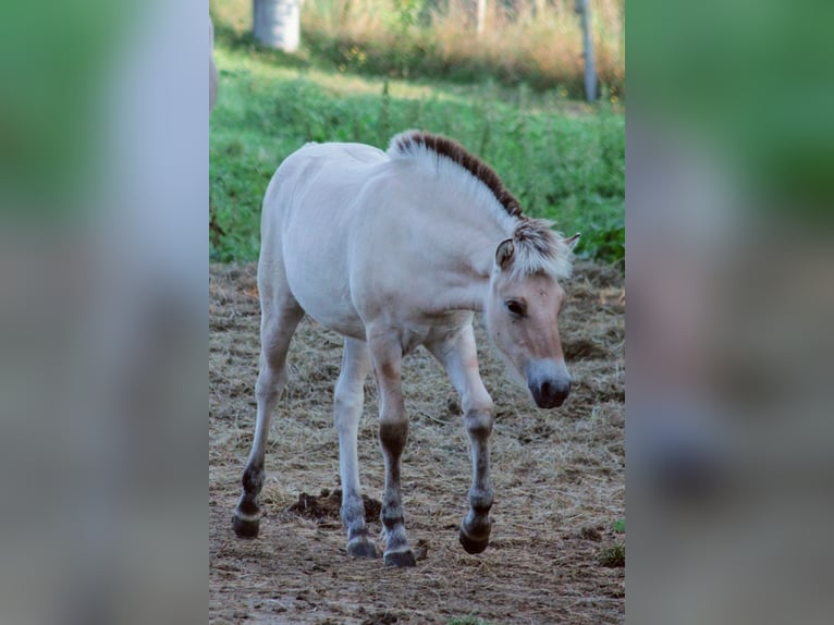 Fjord Horses Mare Foal (04/2024) Dun in Helferskirchen