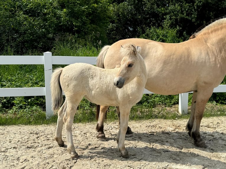 Fjord Horses Mare Foal (04/2024) Dun in Helferskirchen