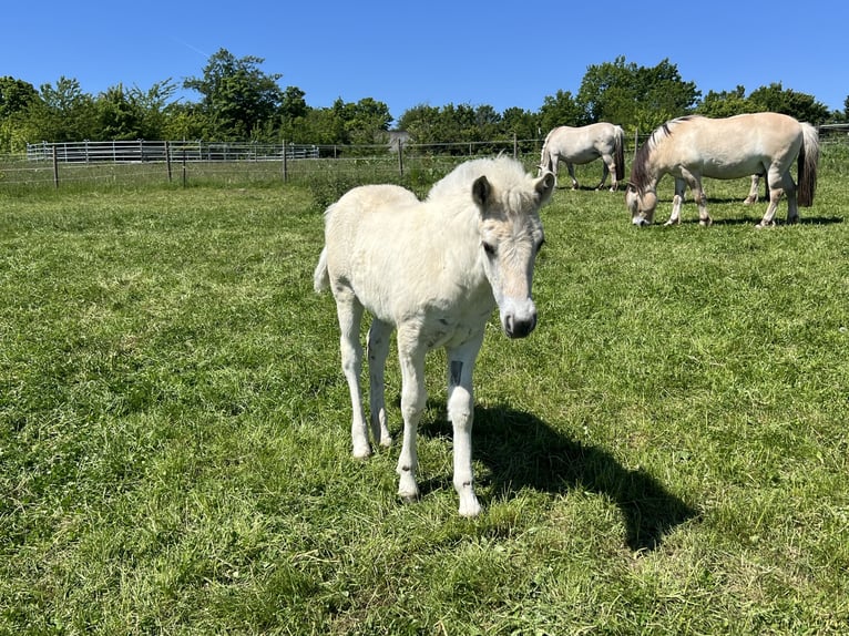 Fjord Horses Mare  Dun in BonnBonn