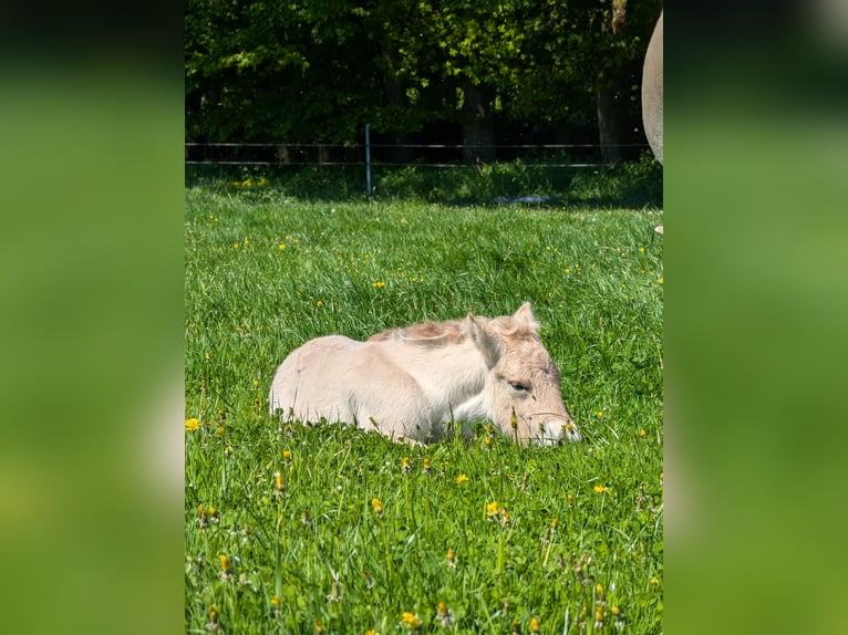 Fjord Horses Mare Foal (04/2025) in Lautertal