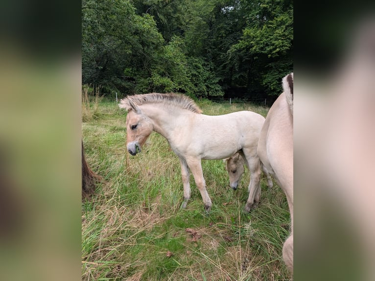 Fjord Horses Mare Foal (04/2025) in Lautertal