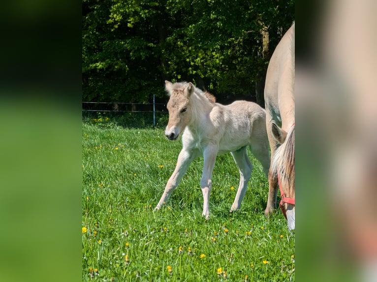 Fjord Horses Mare Foal (04/2025) in Lautertal