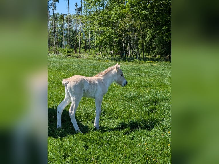Fjord Horses Mare Foal (04/2025) in Lautertal