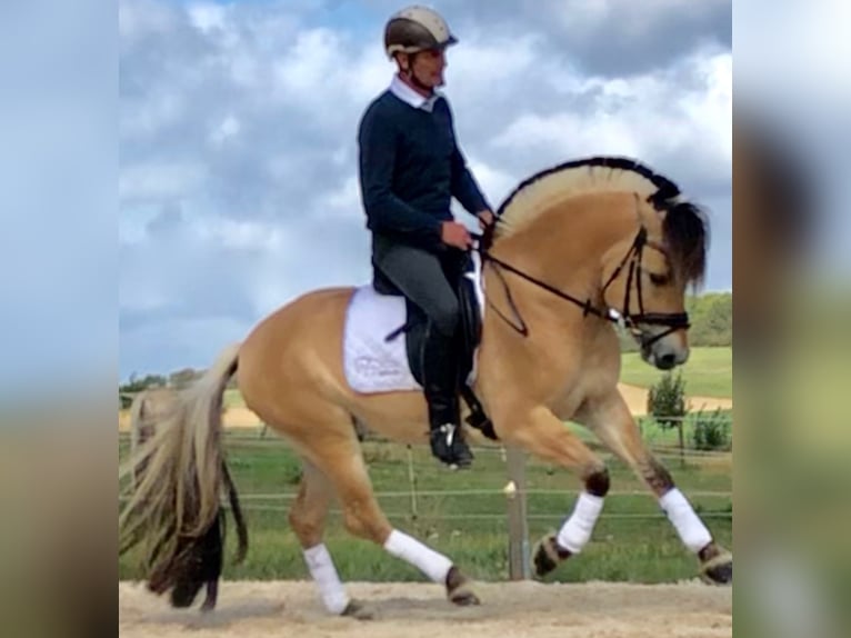 Fjord Horses Stallion 11 years 14,2 hh Dun in Liebstadt