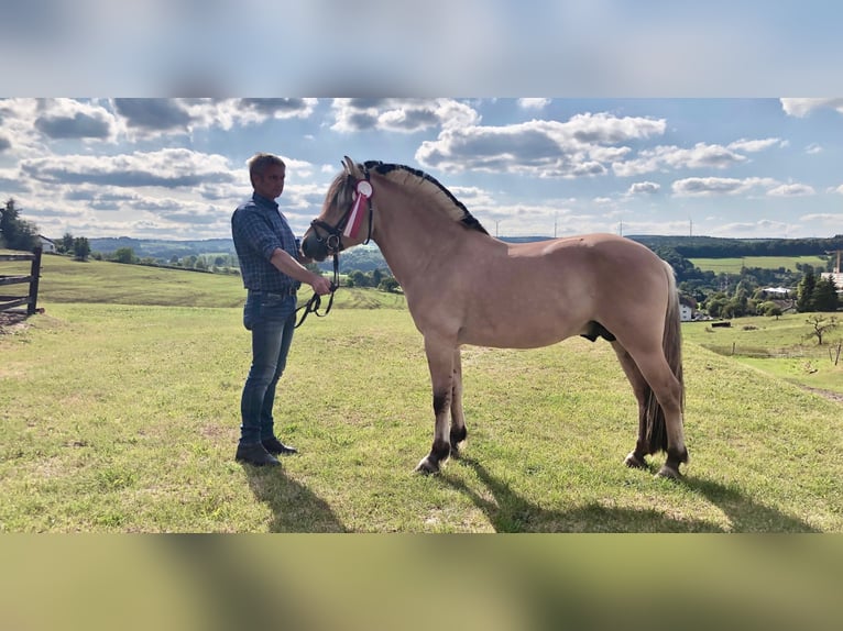 Fjord Horses Stallion 11 years 14,2 hh Dun in Liebstadt