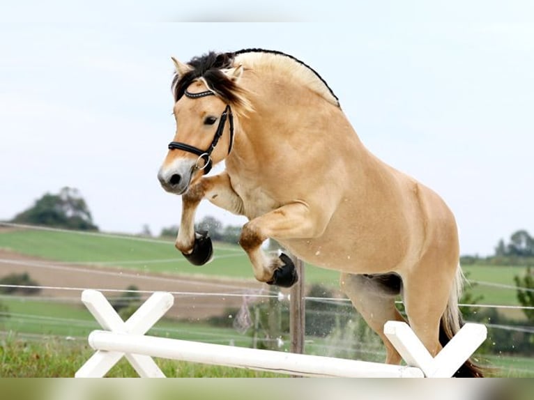 Fjord Horses Stallion 12 years 14.2 hh Dun in Liebstadt