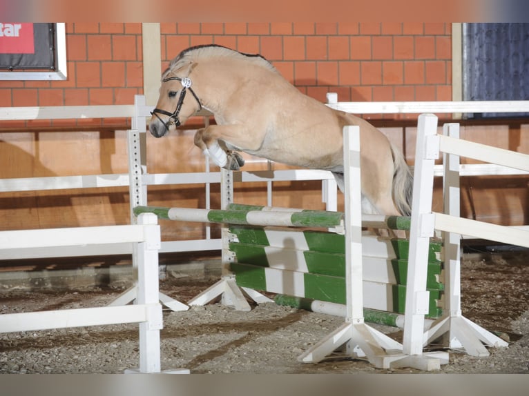 Fjord Horses Stallion 12 years 14,1 hh Dun in Liebstadt