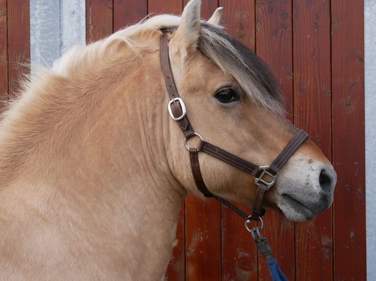 Fjord Horses Stallion 14 years 14,2 hh in Dorsten