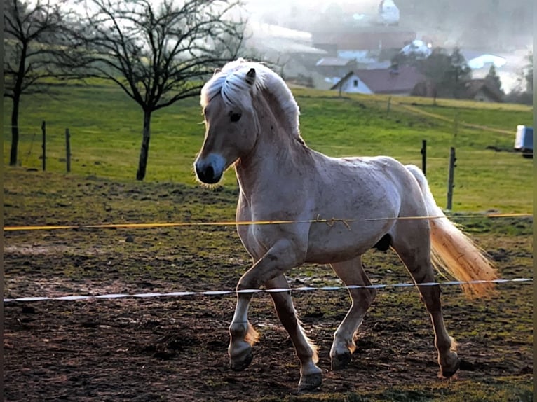 Fjord Horses Stallion 16 years 14,1 hh Dun in Ostfildern