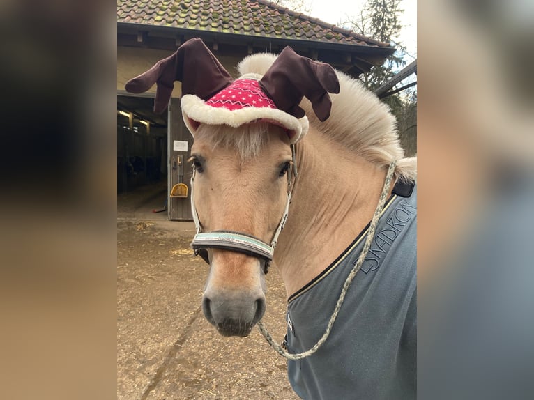 Fjord Horses Stallion 17 years 14 hh Dun in Ostfildern