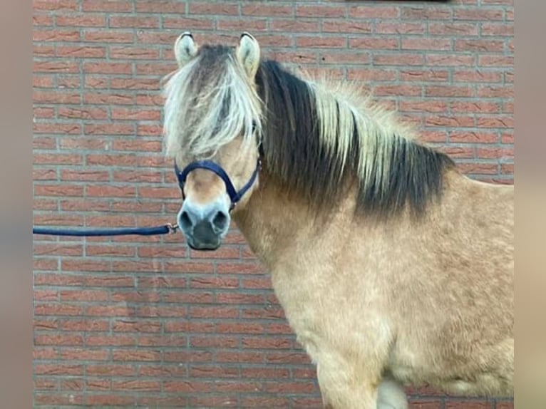 Fjord Horses Stallion 19 years 14,2 hh Buckskin in Zieuwent