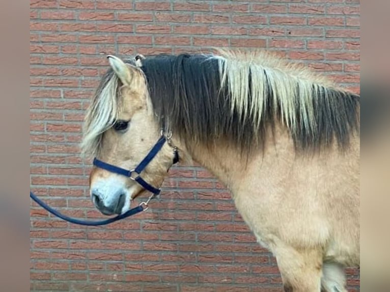 Fjord Horses Stallion 19 years 14,2 hh Buckskin in Zieuwent