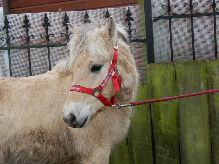 Fjord Horses Stallion 1 year 11,2 hh in Dorsten