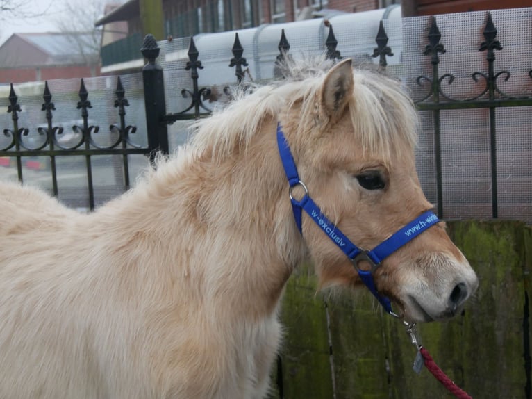 Fjord Horses Stallion 1 year 11,3 hh in Dorsten