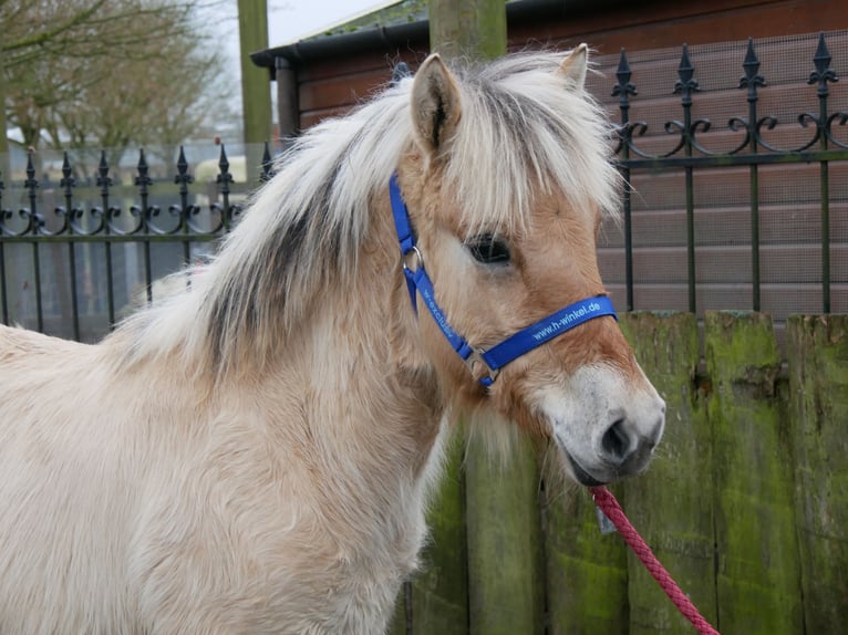 Fjord Horses Stallion 1 year 12,1 hh in Dorsten