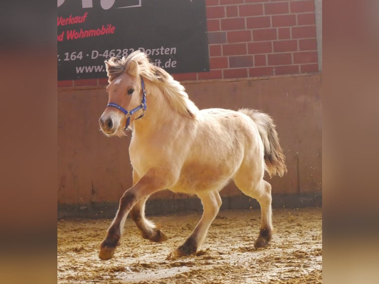 Fjord Horses Stallion 1 year 12,2 hh in Dorsten