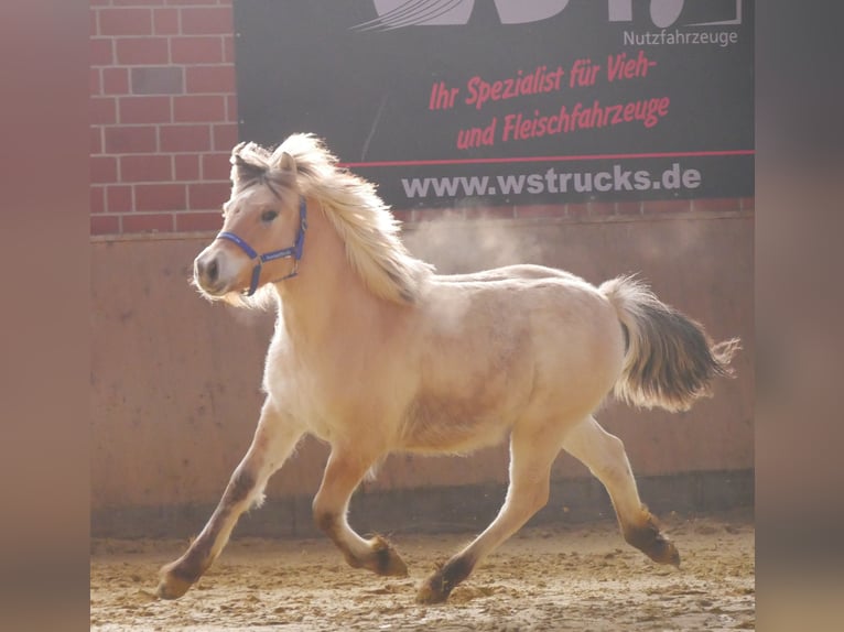 Fjord Horses Stallion 1 year 12,2 hh in Dorsten