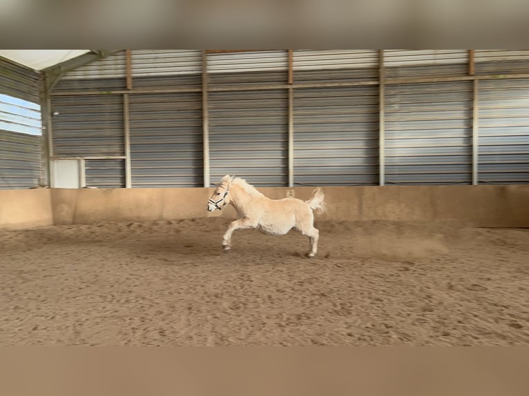 Fjord Horses Stallion 1 year 12.3 hh Dun in Wandlitz